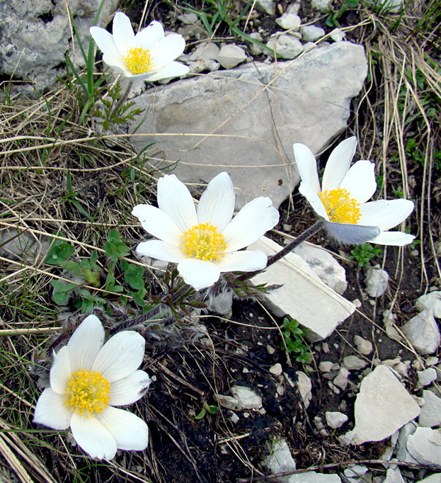 Pulsatilla alpina